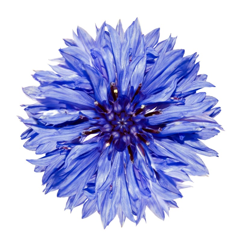 Klorane Struccante Occhi Fiordaliso Bio 100 Ml