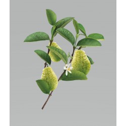 Klorane Shampoo Cedro 200 Ml