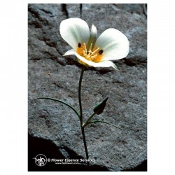 Natur Mariposa Lily Ess...