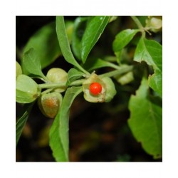 Adamah Eie Whitania Gocce...