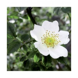 Adamah Eie Biancospino...