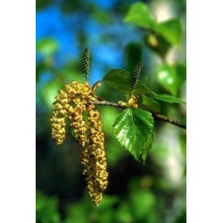 Natur Paper Birch 7,4ml Alaska