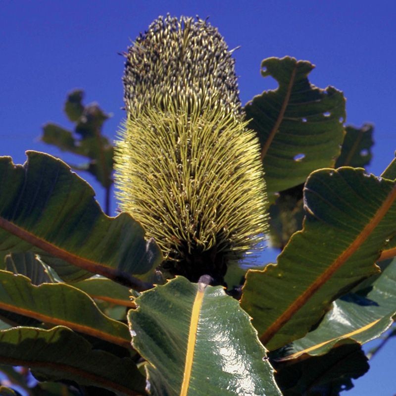 banksia rubor fiori australiani