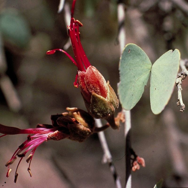 bauhinia fiori australiani