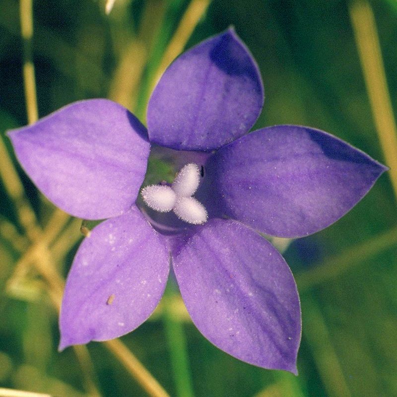 bluebell fiori australiani