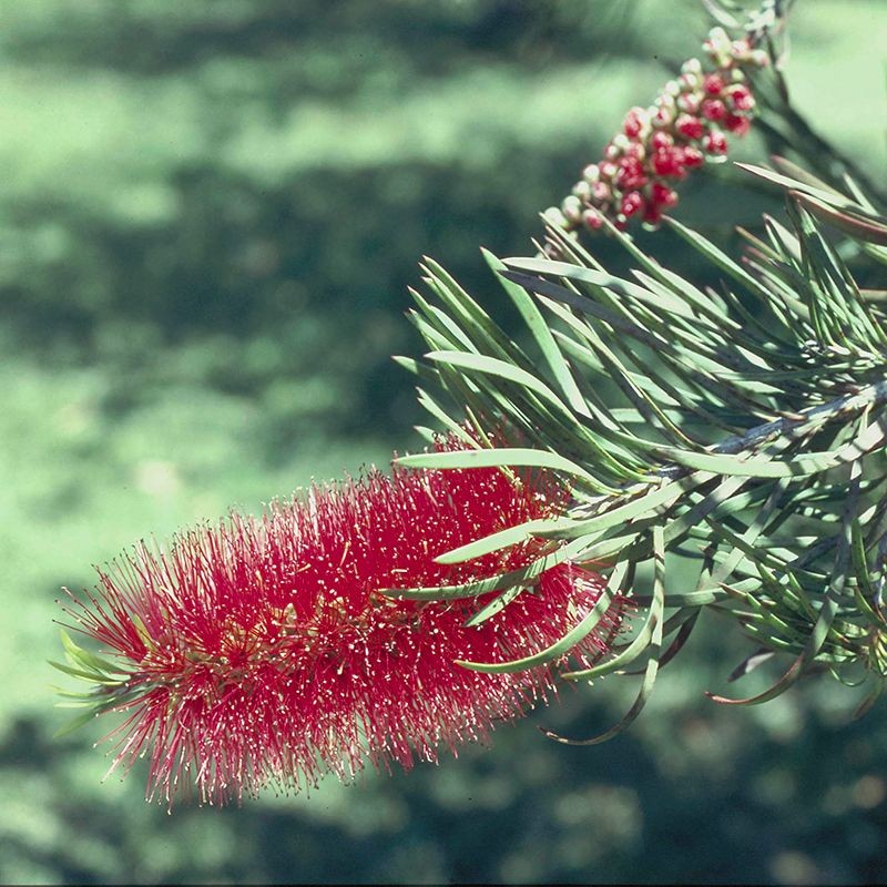 bottlebrush fiori australiani