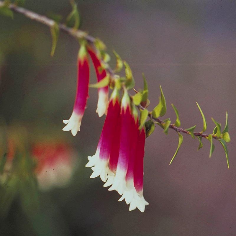 bush fuchsia fiori australiani