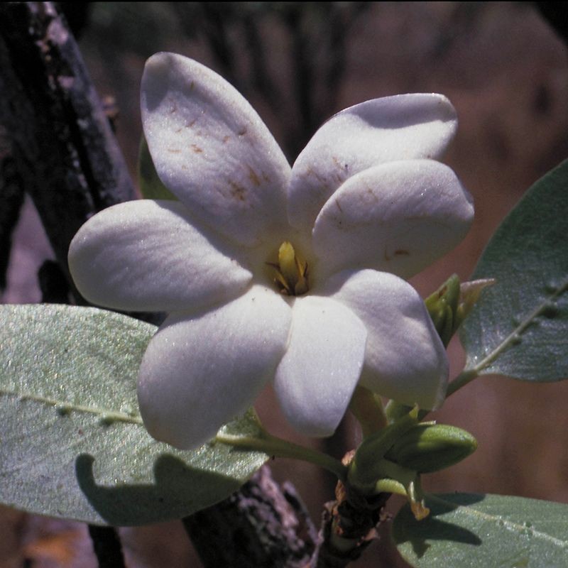 bush gardenia fiori australiani