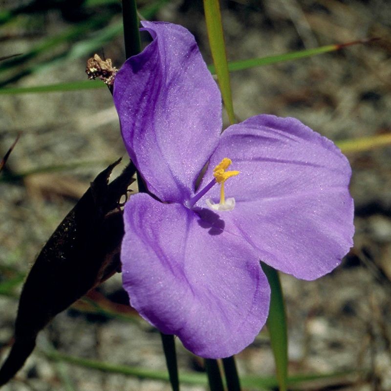 bush iris fiori australiani
