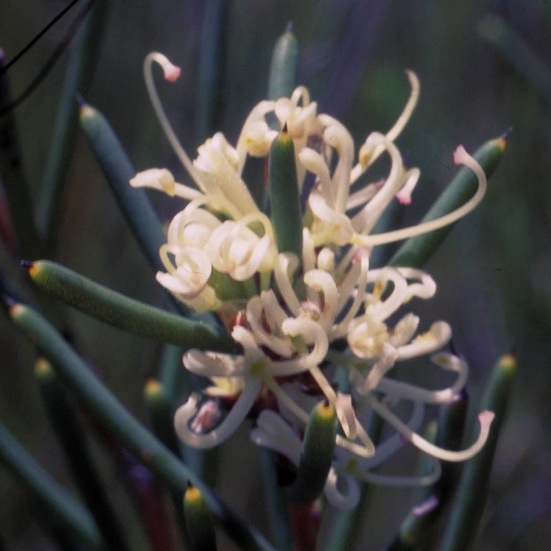 dagger hakea fiori australiani