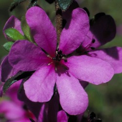 Dog Rose of Wild Forces fiori australiani