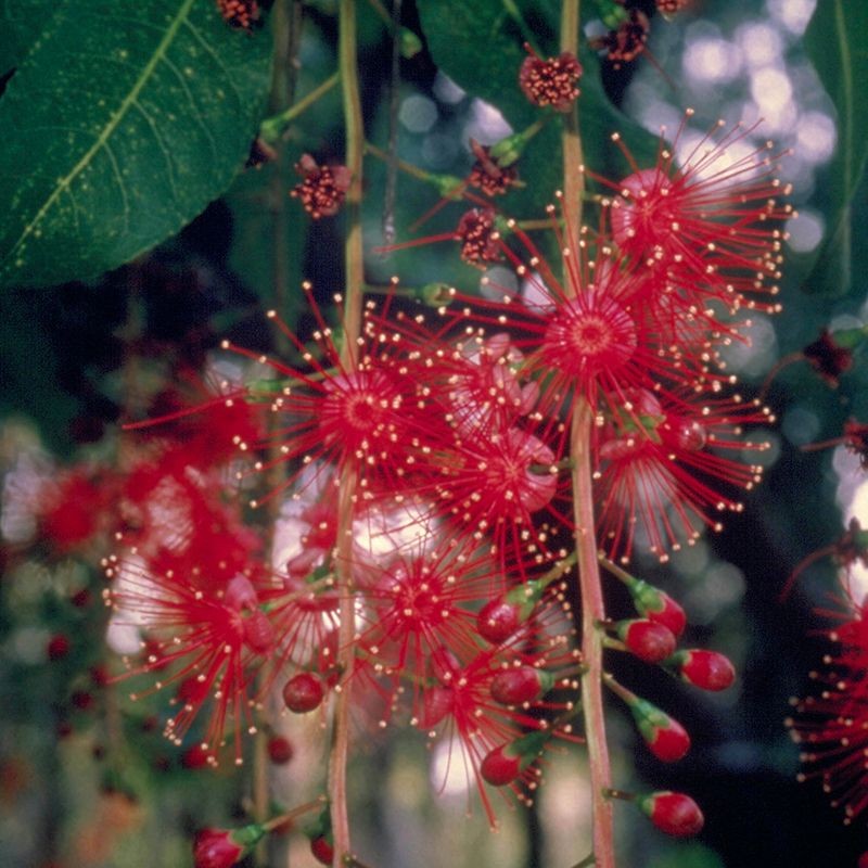 Freshwater Mangrove fiori australiani