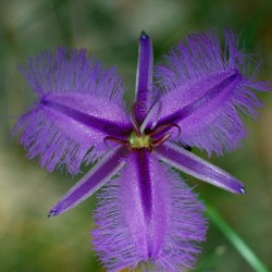 Fringed Violet fiori australiani