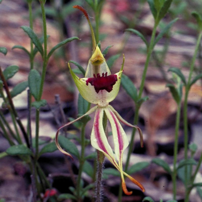 Green Spider Orchid fiori australiani