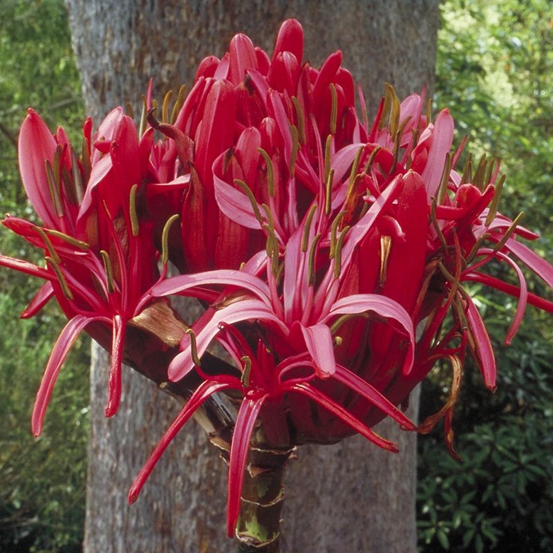 Gymea Lily fiori australiani
