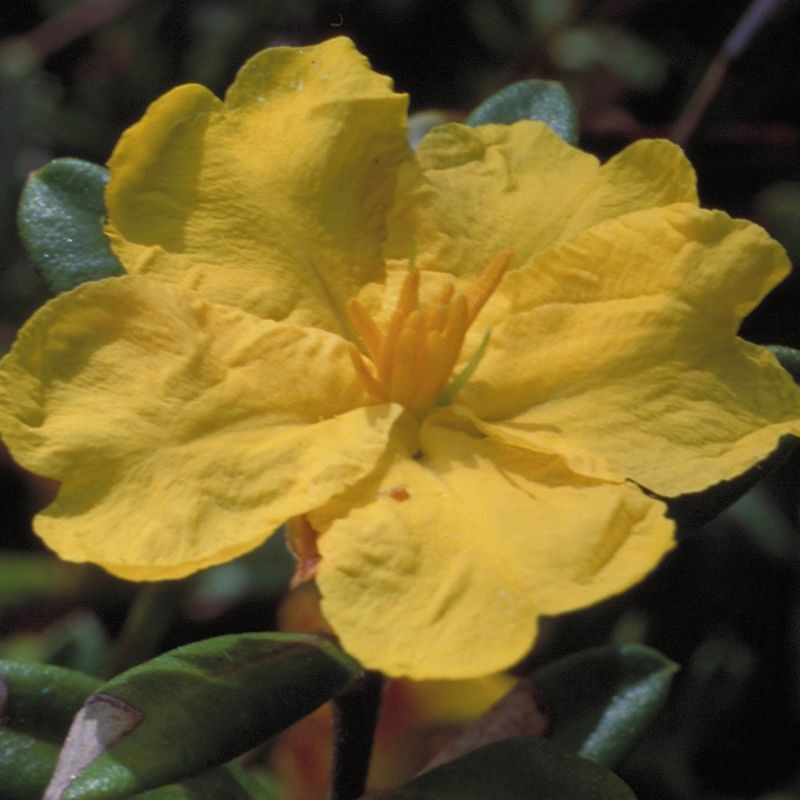 hibbertia fiori australiani