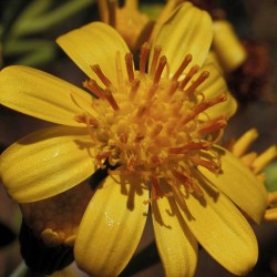 Tall Yellow Top fiori australiani