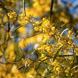 Sunshine Wattle fiori australiani