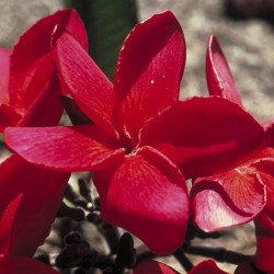 Red Suva Frangipani fiori australiani