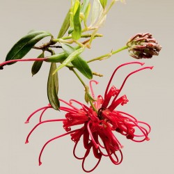 Red Gravillea fiori australiani