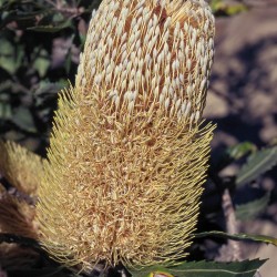 Old Man Banksia fiori australiani