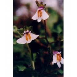 Natur Flight Essenza 15 Ml...