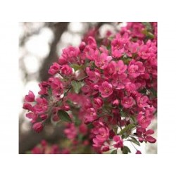 Schwabe Pharma Italia Crab Apple Bach Orig 20 Ml