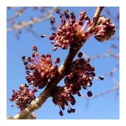 Schwabe Pharma Italia Elm Bach Orig 20 Ml