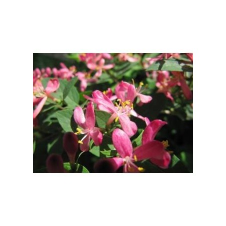 Schwabe Pharma Italia Honeysuckle Bach Orig 20 Ml