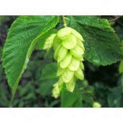 Schwabe Pharma Italia Hornbeam Bach Orig 20 Ml