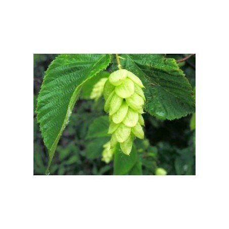 Schwabe Pharma Italia Hornbeam Bach Orig 20 Ml