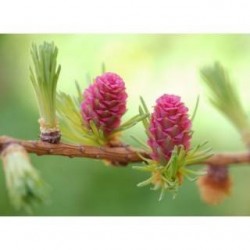 Schwabe Pharma Italia Larch Bach Orig 20 Ml