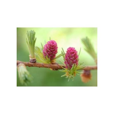 Schwabe Pharma Italia Larch Bach Orig 20 Ml