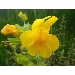 Schwabe Pharma Italia Mimulus Bach Orig 20 Ml