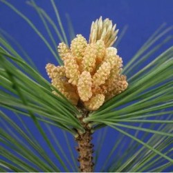 Schwabe Pharma Italia Pine Bach Orig 20 Ml