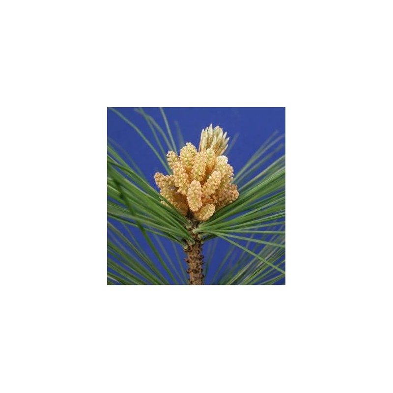 Schwabe Pharma Italia Pine Bach Orig 20 Ml