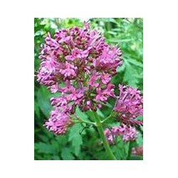 Herboplanet Tintura...