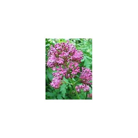 Herboplanet Tintura Spagirico Alchemica Di Valeriana Officinalis 50 Ml