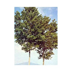 Herboplanet Msa Populus...