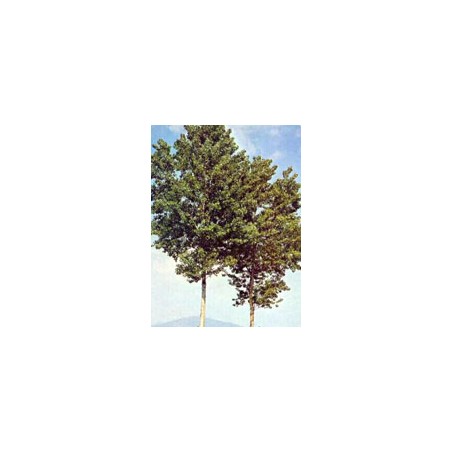 Herboplanet Msa Populus Nigra 50 Ml