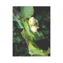 Herboplanet Msa Corylus...