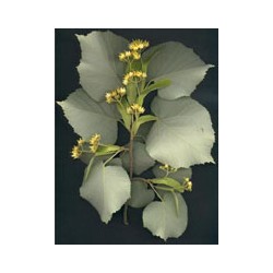 Herboplanet Msa Tilia...