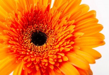 Tintura madre di Calendula Officinalis: proprietà e utilizzi terapeutici