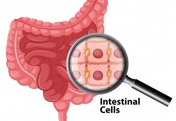 Sindrome Intestino permeabile: sintomi e rimedi per ridurre la permeabilità intestinale