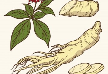 Panax Ginseng: propriet&agrave;, dosaggio e controindicazioni