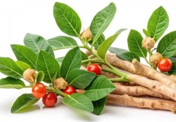 Ashwagandha per ansia e stress: come agisce sul cortisolo
