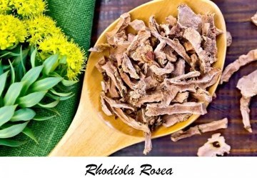 Rodiola: propriet&agrave;, benefici, dosaggio e controindicazioni della rhodiola rosea