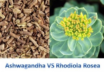 Ashwagandha o Rhodiola Rosea: quale adattogeno fa per te?